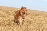CHIEN FINNOIS DE LAPONIE 247